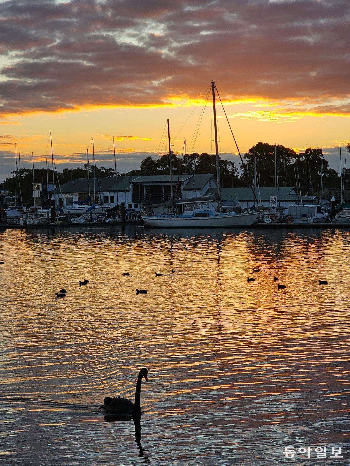 Black swan swimming on the Gippsland Lakes near Raymond Island. Art Road/Gippsland, Australia Reporter Seunghoon Jeon raphy@donga.com