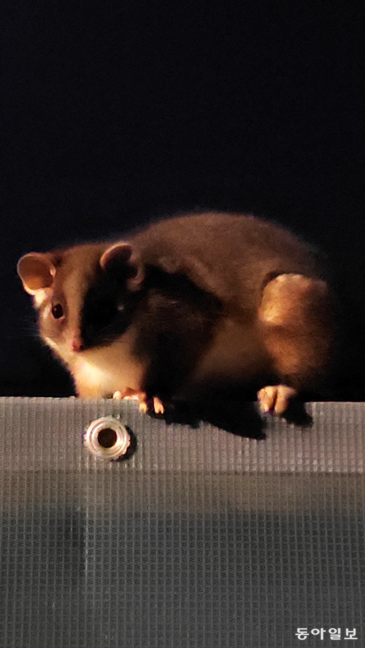 The Australian possum, a marsupial.