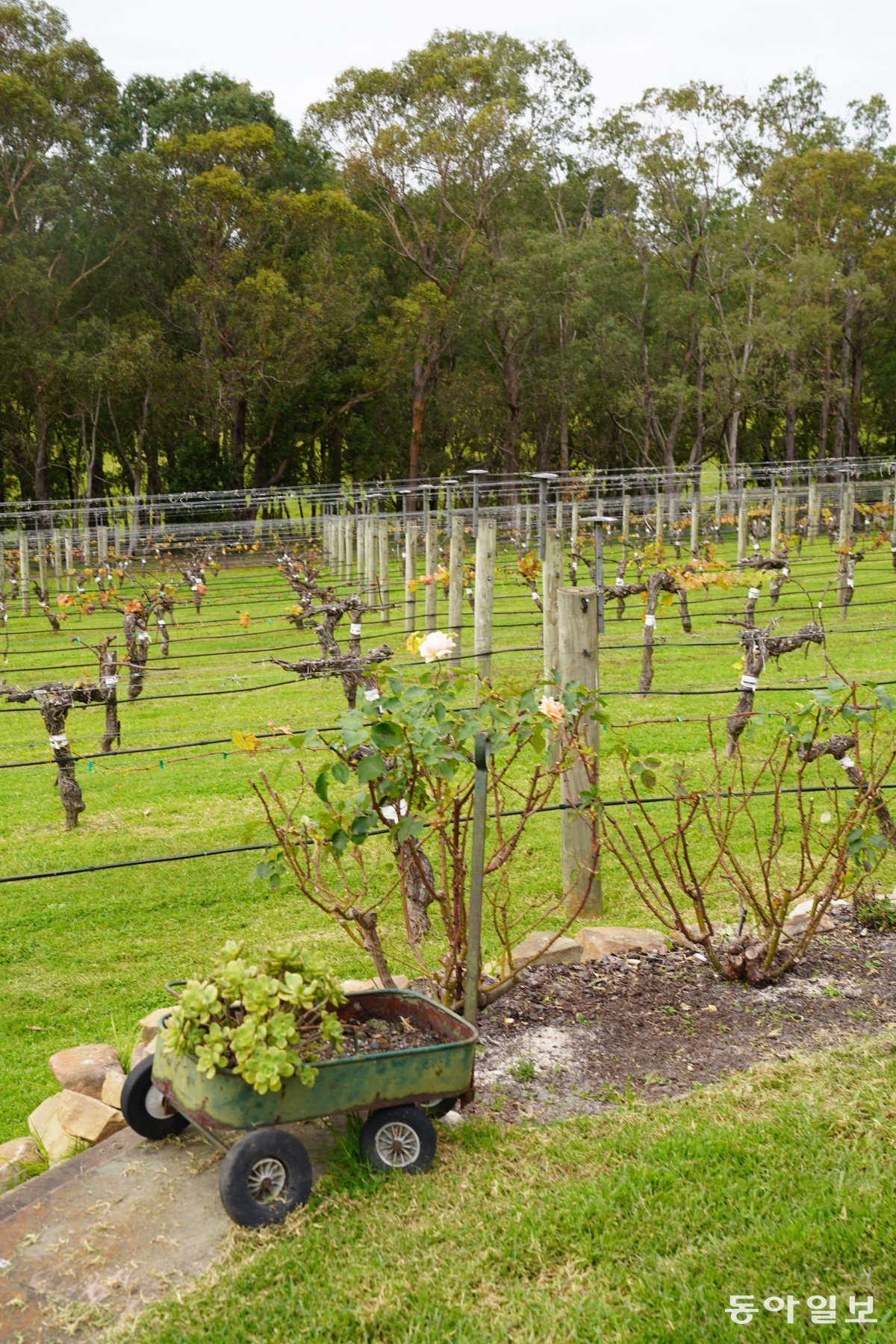 A vineyard at Karajung Estate near Tarrabulga National Park, Gippsland, Australia.