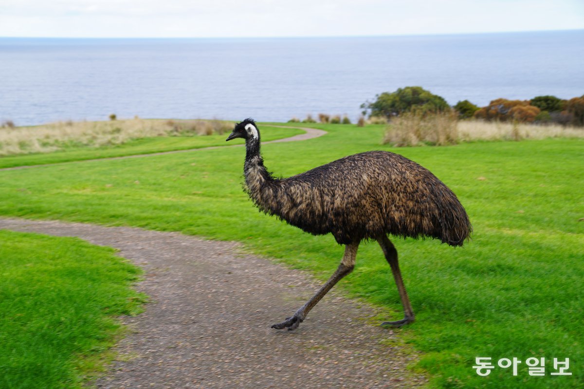 The emu, Australia's national bird, met at Wildlife Wonders. Art Road/Gipsland, Australia Reporter Seunghoon Jeon raphy@donga.com