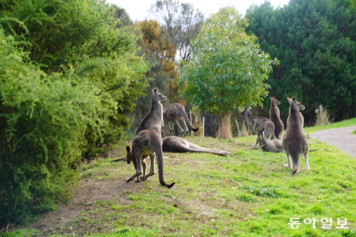 A kangaroo family at Wildlife Wonders on the Great Ocean Road in Victoria, Australia. Reporter Jeon Seung-hoon raphy@donga.com