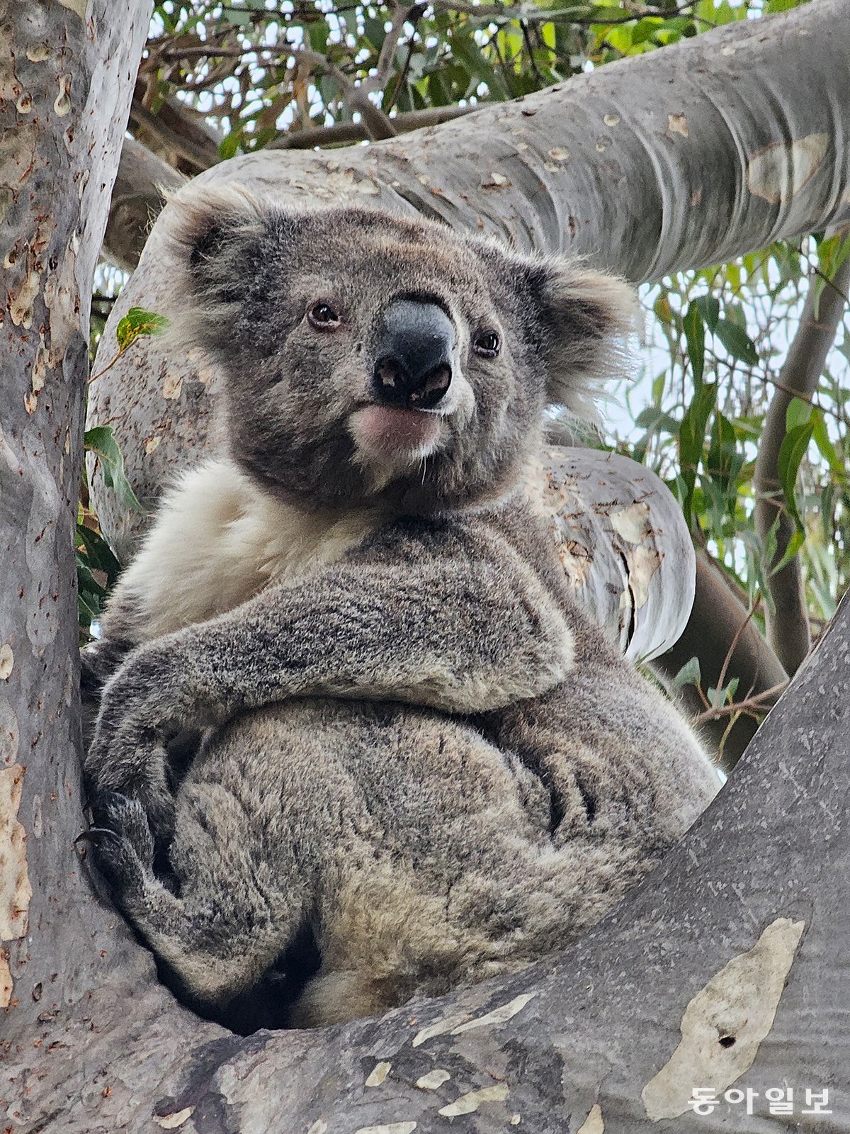 Art Road/Gipsland, Australia Reporter Seunghoon Jeon raphy@donga.com