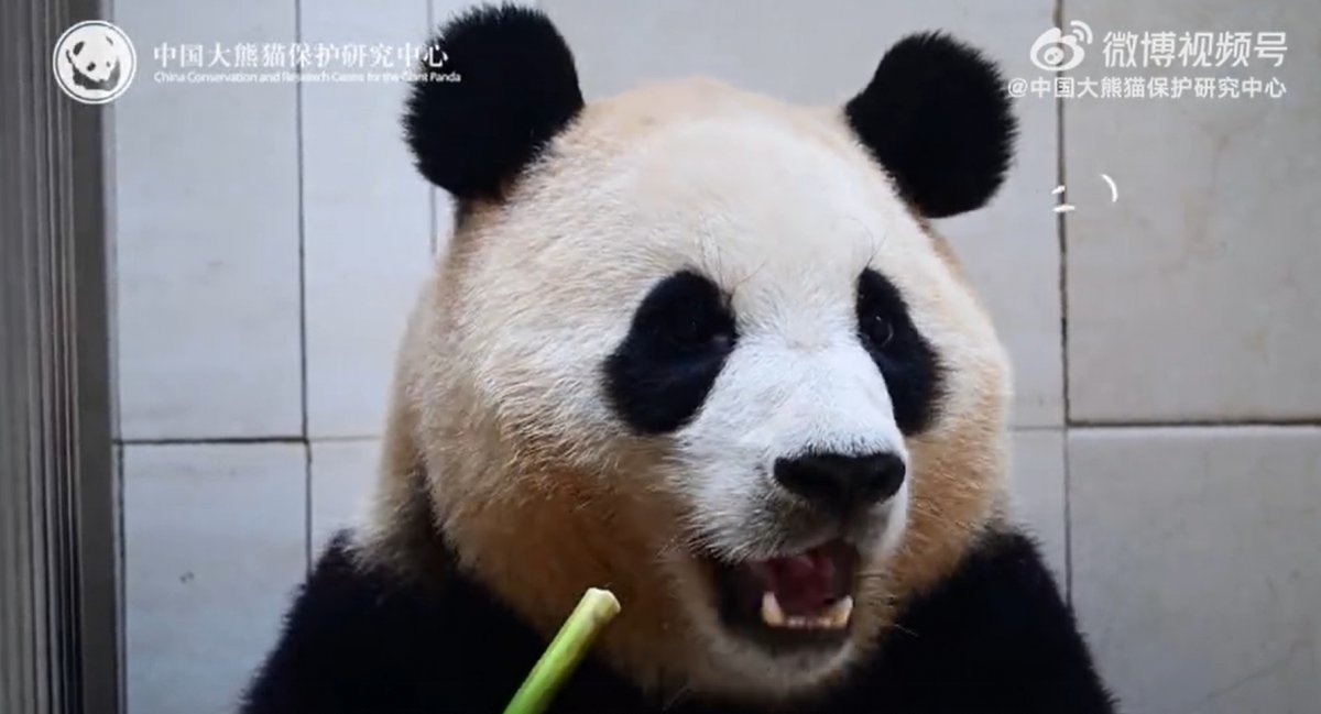 중국자이언트판다보존연구센터가 공개한 푸바오의 근황.(센터 웨이보 캡처)