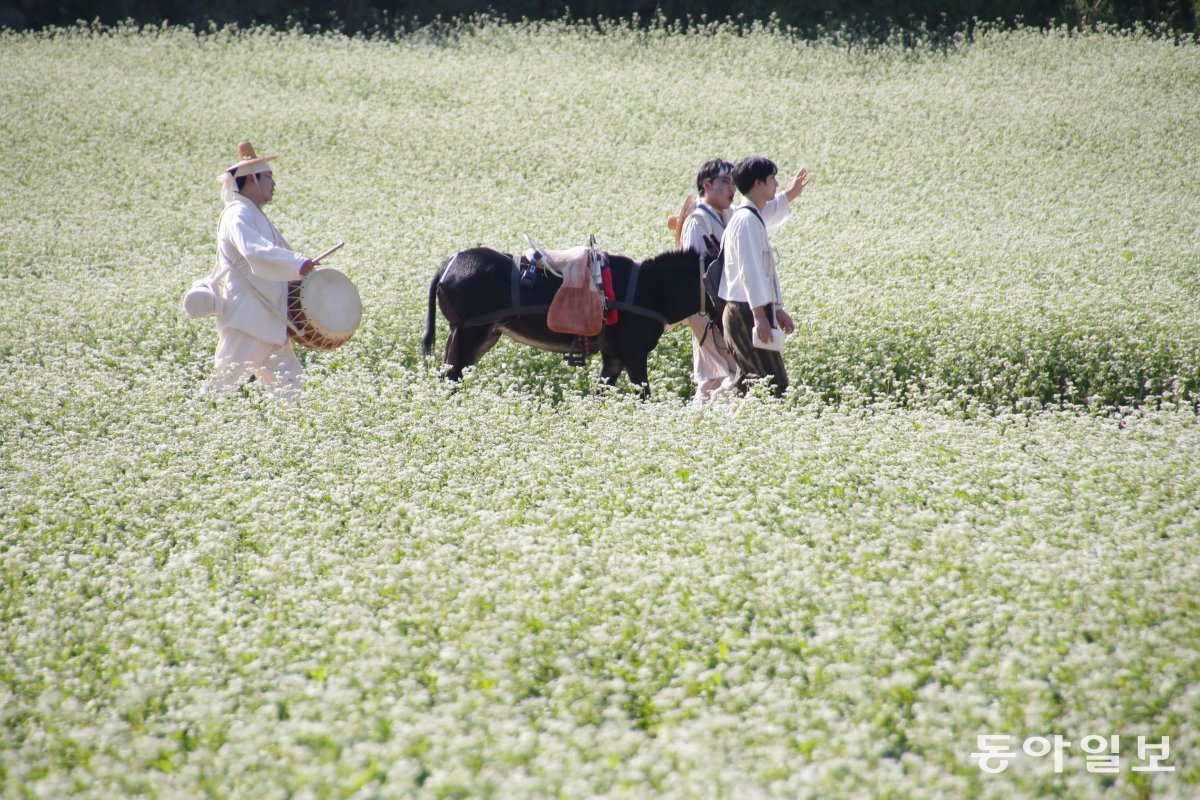 지난해 평창효석문화제 광경. 꽃이 하얗게 핀 메밀밭으로 나귀를 끌고 간다. ‘메밀꽃 필 무렵’ 한 장면을 재현했다.