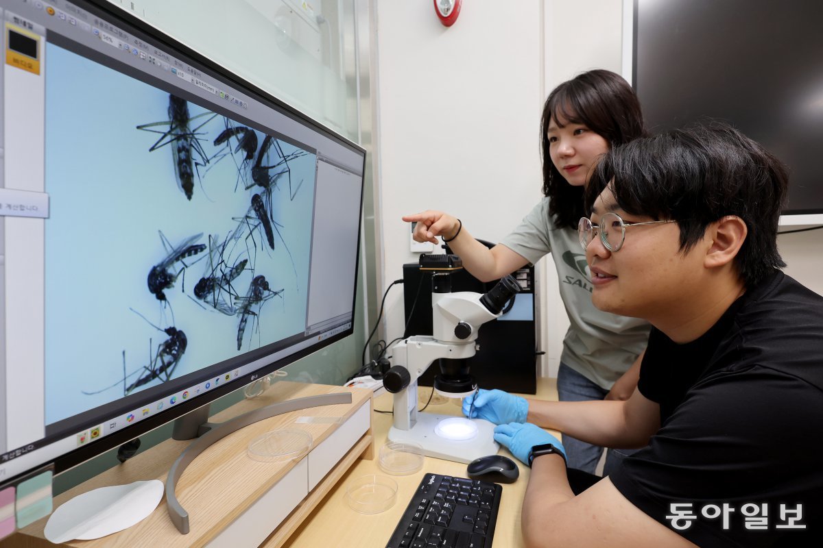 4일 오전 서울 노원구 삼육대 기후변화매개체 감시거점센터에서 연구원들이 채집된 모기들을 현미경에 비춰 모니터로 관찰하고 있다. 전영한 기자 scoopjyh@donga.com