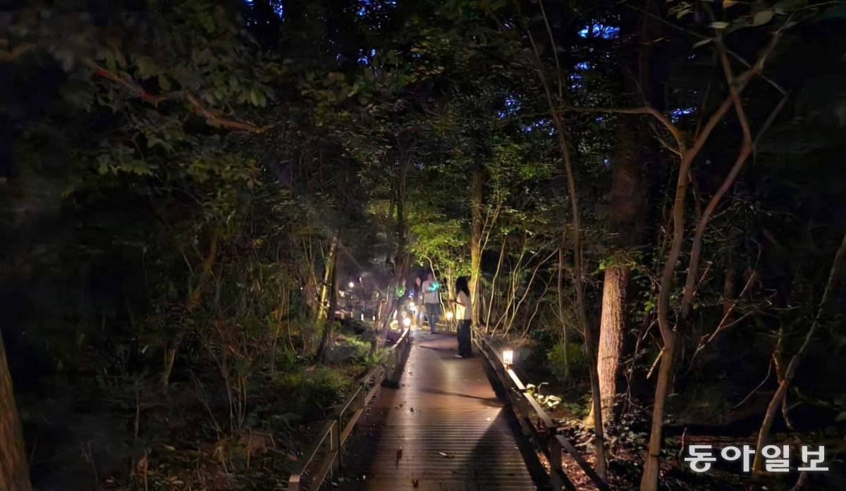 Participants in the National Arboretum night hike are walking along the forest ecology trail. Pocheon = Reporter Kim Seon-mi kimsunmi@donga.com