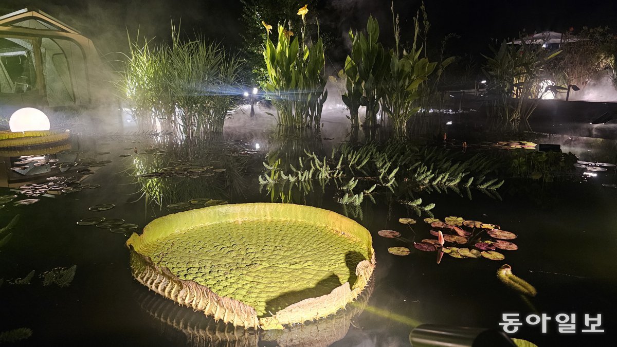 National Arboretum Victoria Water Lily Exhibition. Pocheon = Reporter Kim Seon-mi kimsunmi@donga.com