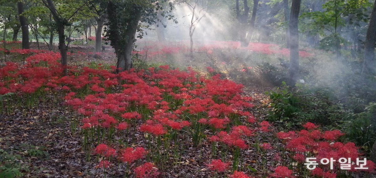 This year, the Gichungsan Botanical Garden's sedum (flower pot) is expected to bloom after the 21st. Courtesy of Gichungsan Botanical Garden