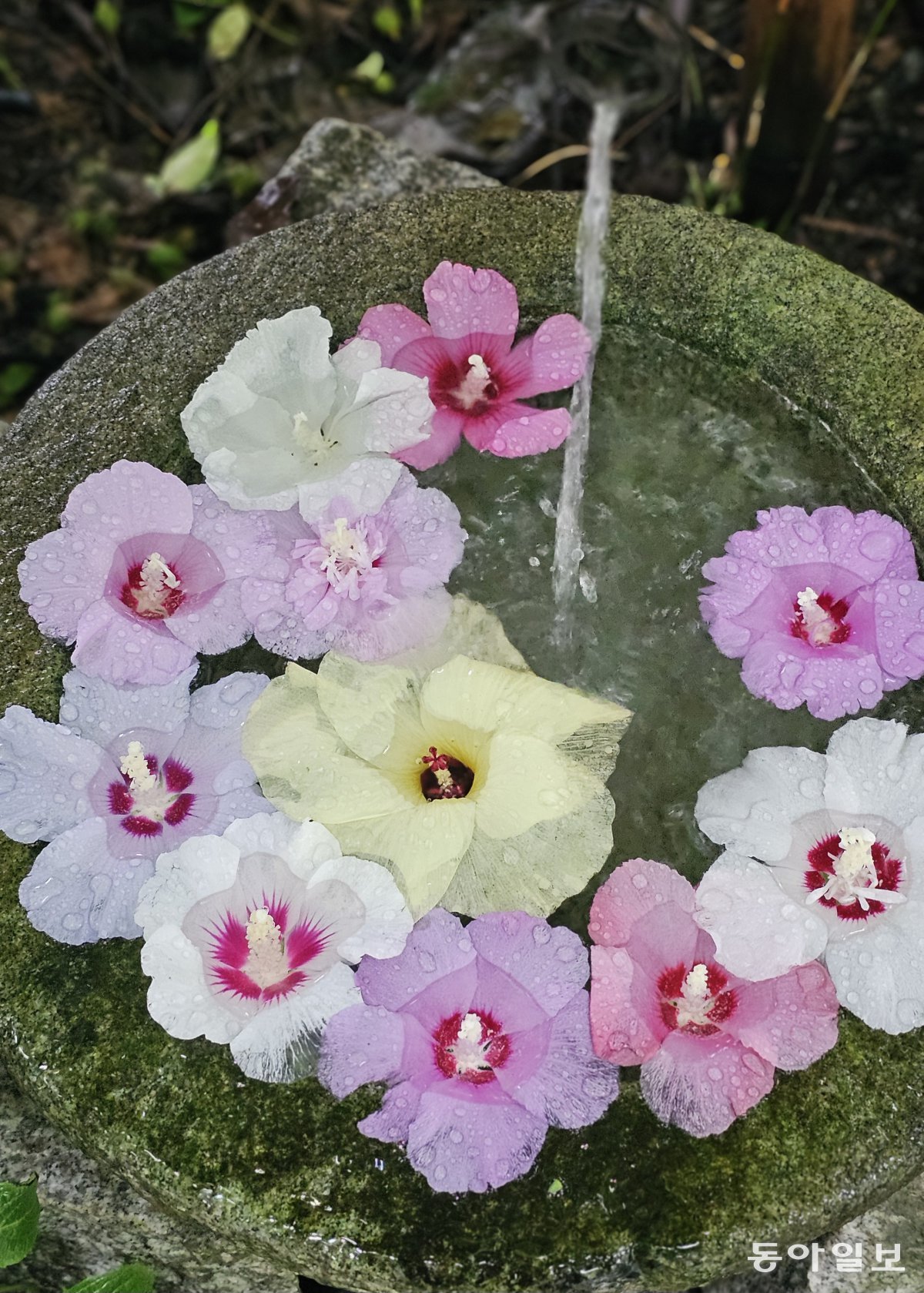 The Gicheongsan Botanical Garden always floats Rose of Sharon in the water. The Rose of Sharon looks really pretty. Pohang=Reporter Kim Seon-mi kimsunmi@donga.com