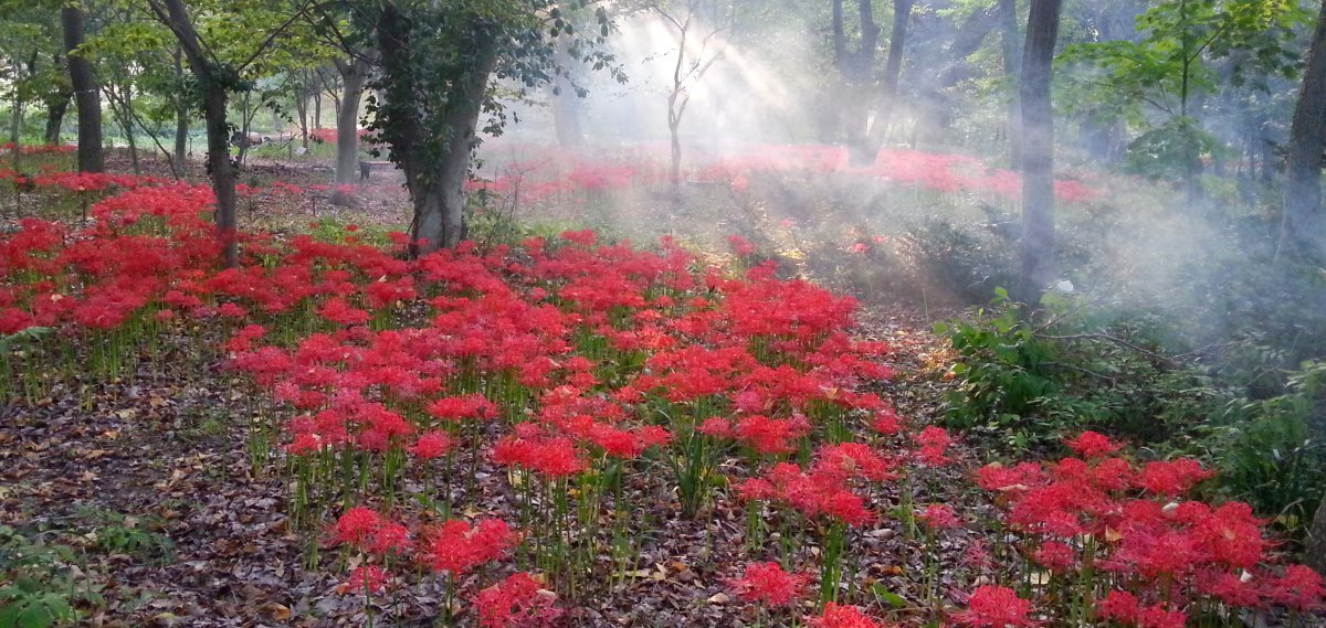 The azalea flowers at Gicheongsan Botanical Garden are expected to be in full bloom by early October. The flower language is 'impossible love'. Courtesy of Gicheongsan Botanical Garden