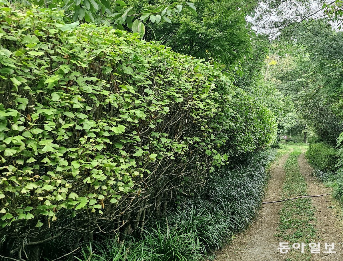 A hedge made of ginkgo trees.