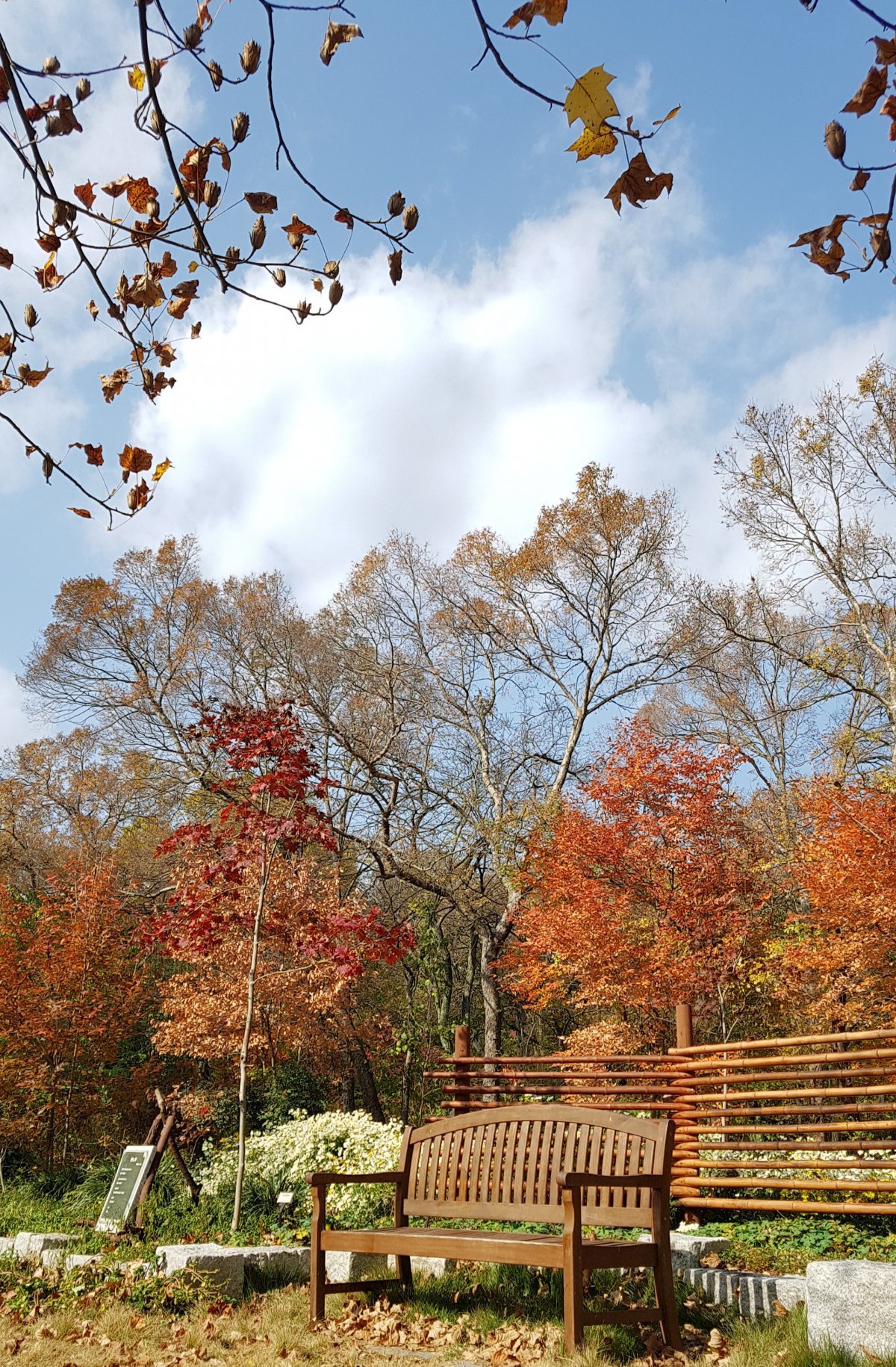 The autumn scenery that Director Lee Sam-woo particularly likes. The reddish-yellow maple leaves behind the bench are from the persimmon tree, and the brown maple leaves behind it are from the elm tree. Courtesy of Gicheongsan Botanical Garden