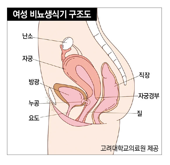 고려대학교의료원 제공