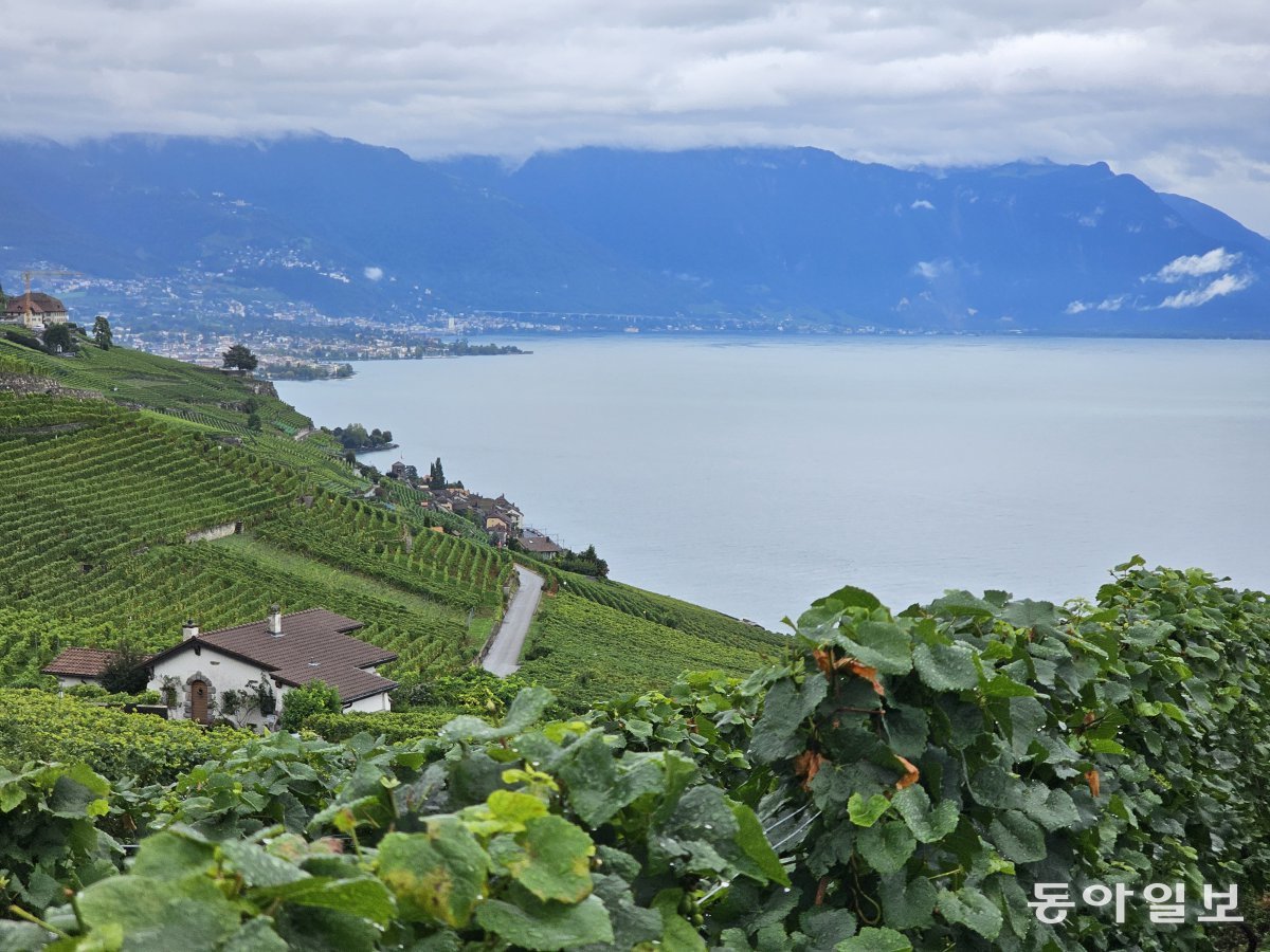 Terraced vineyards in the Labo district, a trekking hot spot.