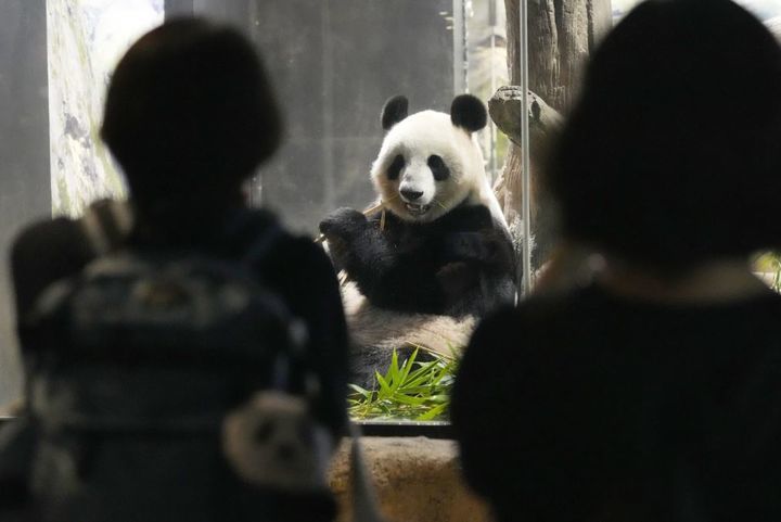 일본 도쿄 우에노동물원에 있던 자이언트 판다 두 마리가 29일 중국으로 돌아갔다고 현지 공영 NHK가 보도했다. 도쿄=AP/뉴시스