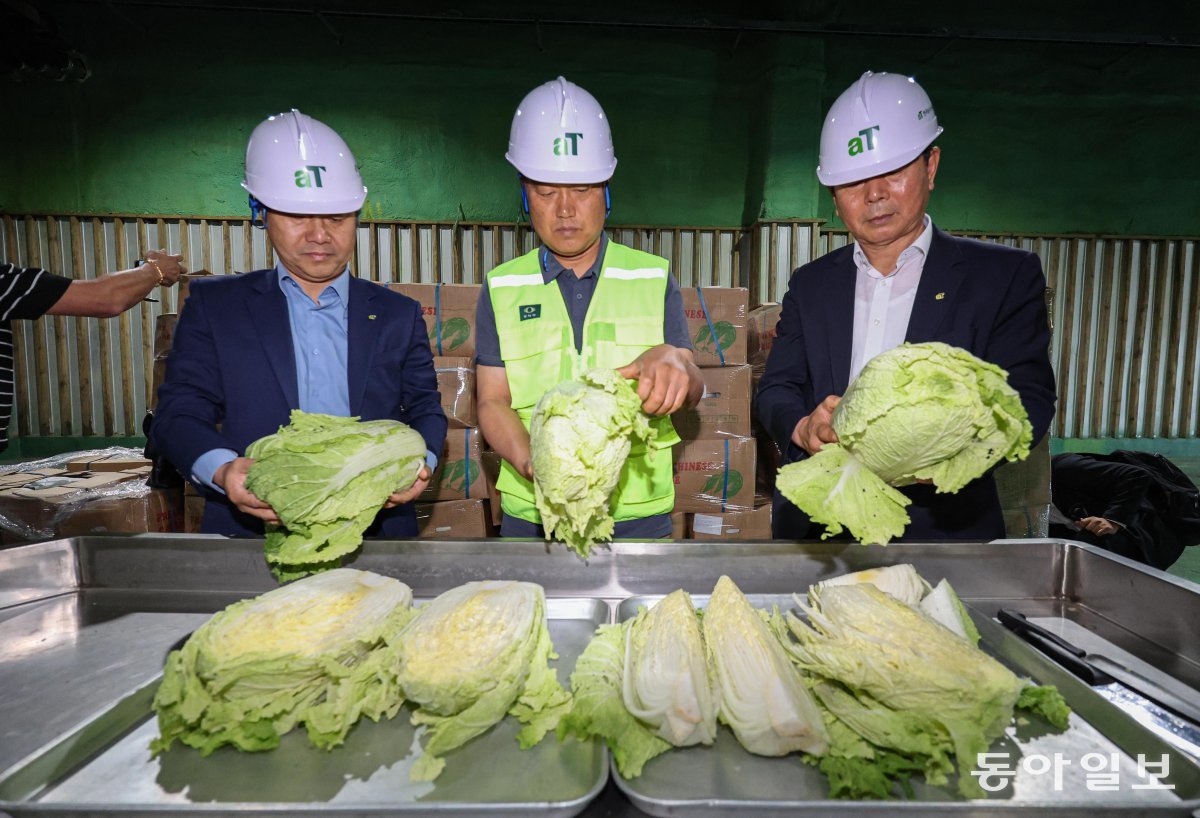 30일 오전 경기도 이천시 aT 한국농수산식품유통공사 이천비축기지에서 관계자들이 중국산 신선배추의 상태를 점검하고 있다. 이천=이한결 기자 always@donga.com