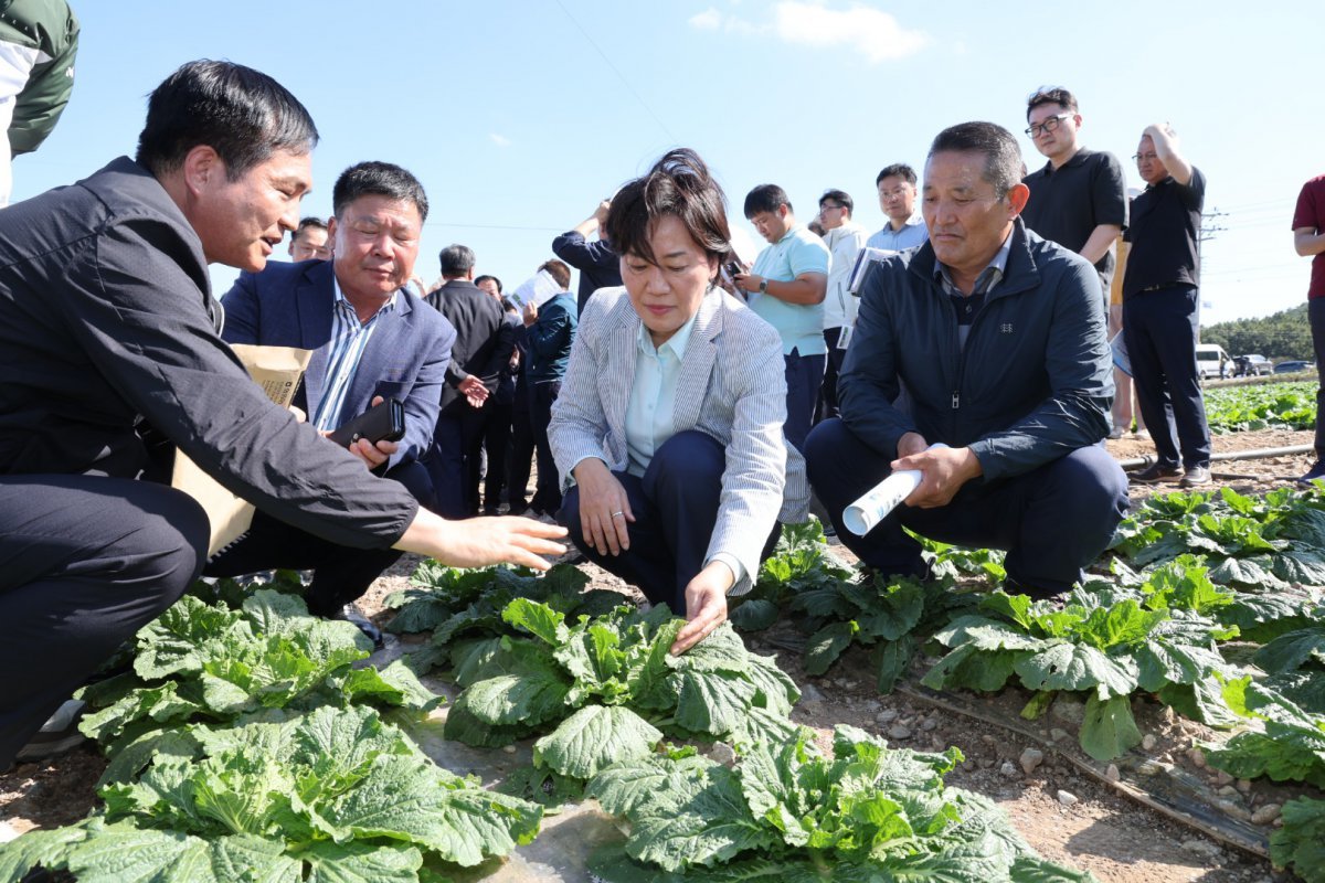 송미령 농림축산식품부 장관이 29일 전남 해안군 일원 배추 밭을 찾아 호우 피해상황과 김장배추 작황을 점검하고 있다. (사진=농림축산식품부 제공) 2024.09.29.