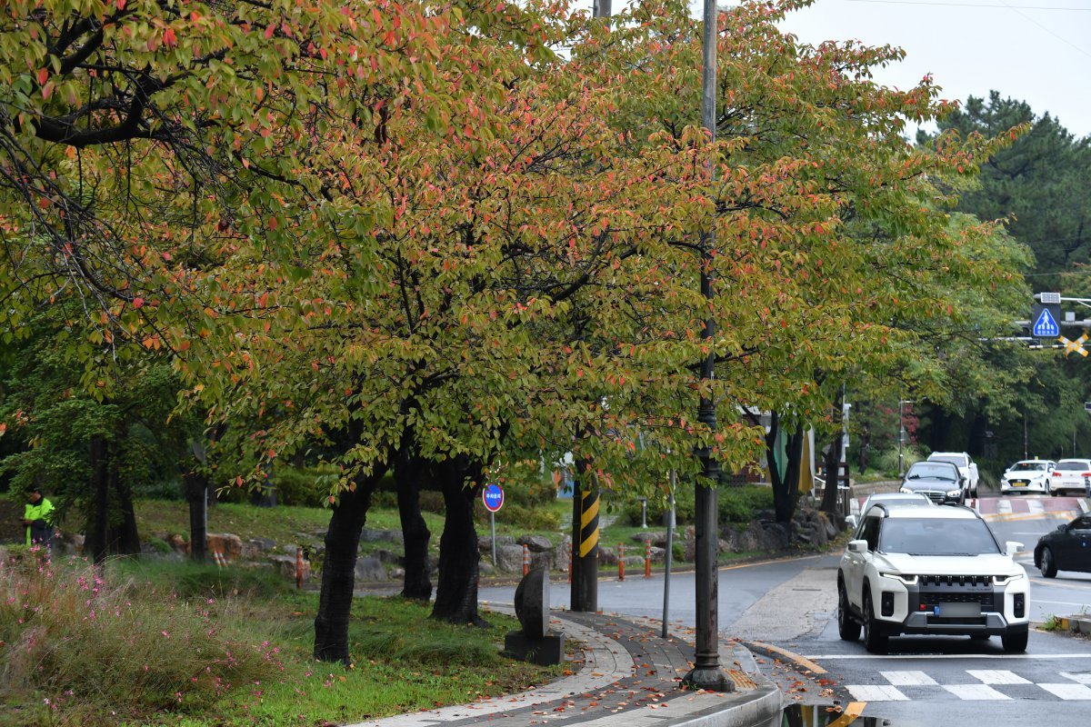 15일 오전 경북 포항시 남구 대잠동 철길 숲에 있는 가로수들이 가을 옷으로 갈아입고 있다. 2024.10.15 뉴스1