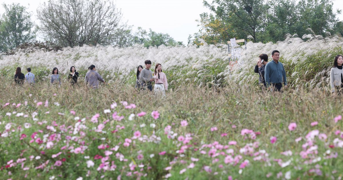 16일 광주시 서구 극락교 영산강변을 찾은 관광객들이 은빛 억새밭을 걸으며 가을 정취를 만끽하고 있다. 서구는 17일부터 20일까지 영산강변(극락교~서창교) 일대에서 제9회 광주 서창억새축제를 개최한다. 2024.10.16 뉴스1