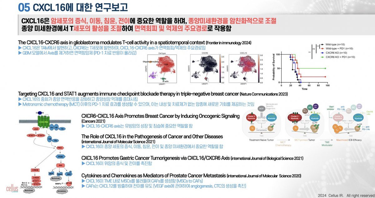 셀러스는 암의 발달과 T-세포의 활성억제에 깊이 관여하는 바이오마커를 중화하거나 억제하는 항암제를 개발 중이다 / 출처=셀러스