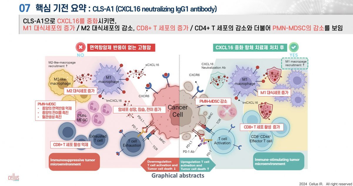 셀러스가 개발한 CLS-A1은 종양에만 발현되는 바이오마커를 적용해 부작용은 낮추고 약물이 효과를 내는 환경을 만든다 / 출처=셀러스