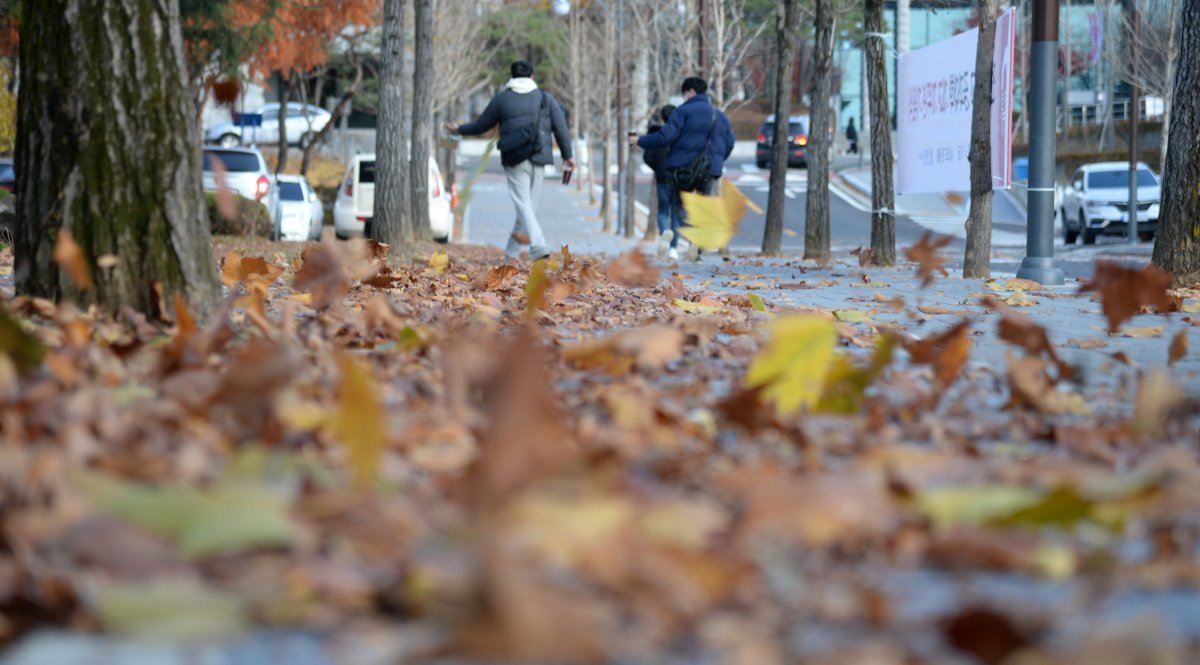 쌀쌀한 가을 날씨가 이어지고 있는 22일 전북 전주시 전북대학교 교정에 떨어져 내린 낙엽이 바람에 흩날리고 있다. 2021.11.22.뉴시스