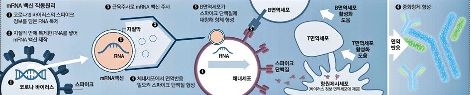 mRNA 백신의 작동원리. (질병청 제공)