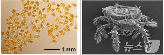 쯔쯔가무시균 매개 주요 털진드기. 왼쪽은 털진드기 유충. 오른쪽은 털진드기 유충 전자현미경 사진. (질병청 제공)