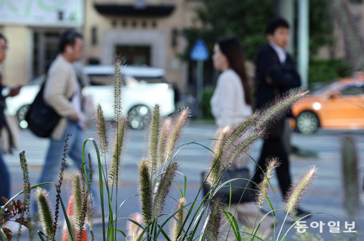 수도권의 아침 최저기온이 10도를 기록하며 쌀쌀한 날씨를 보인 2일 오전 서울 종로구 세종대로 사거리에 수크령이 피어있는 가운데 시민들이 움츠리며 이동하고 있다.