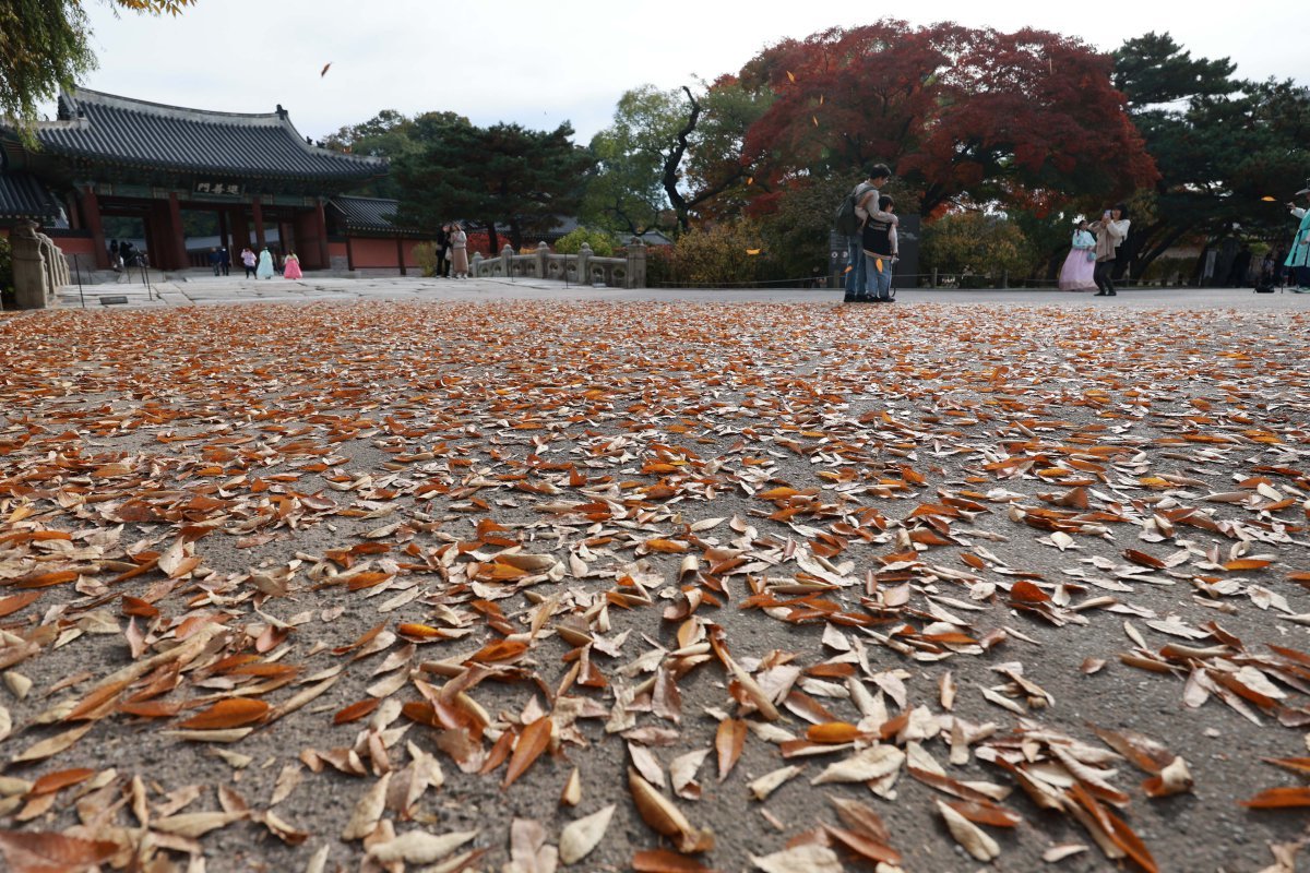 온화한 날씨가 이어지고 있는 10일 서울 종로구 창덕궁을 찾은 관광객들이 즐거운 시간을 보내고 있다. 2024.11.10 뉴시스