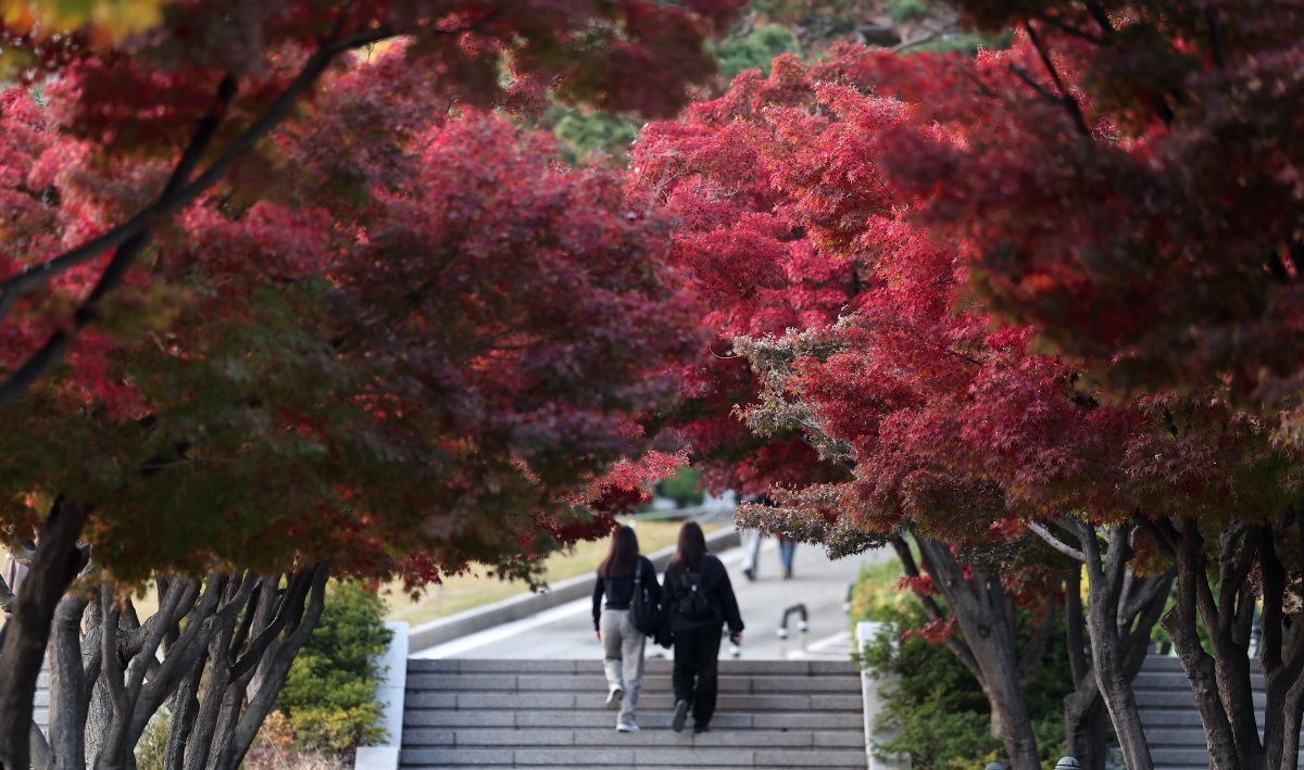 온화한 날씨를 보인 12일 서울 성북구 고려대학교에서 학생들이 발걸음을 옮기고 있다. 2024.11.12 뉴스1