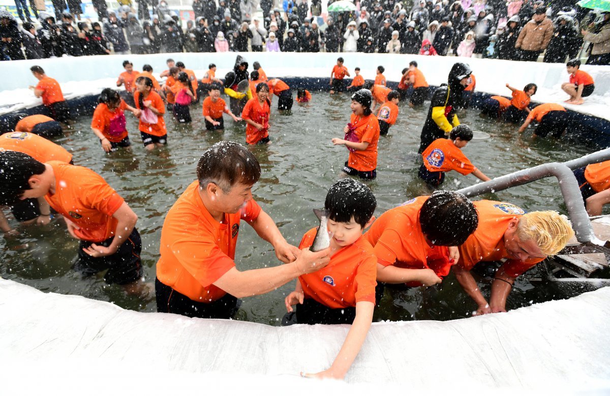 산천어 맨손잡기는 산천어축제에서 가장 많은 사랑을 받는 프로그램이다. 화천군 제공