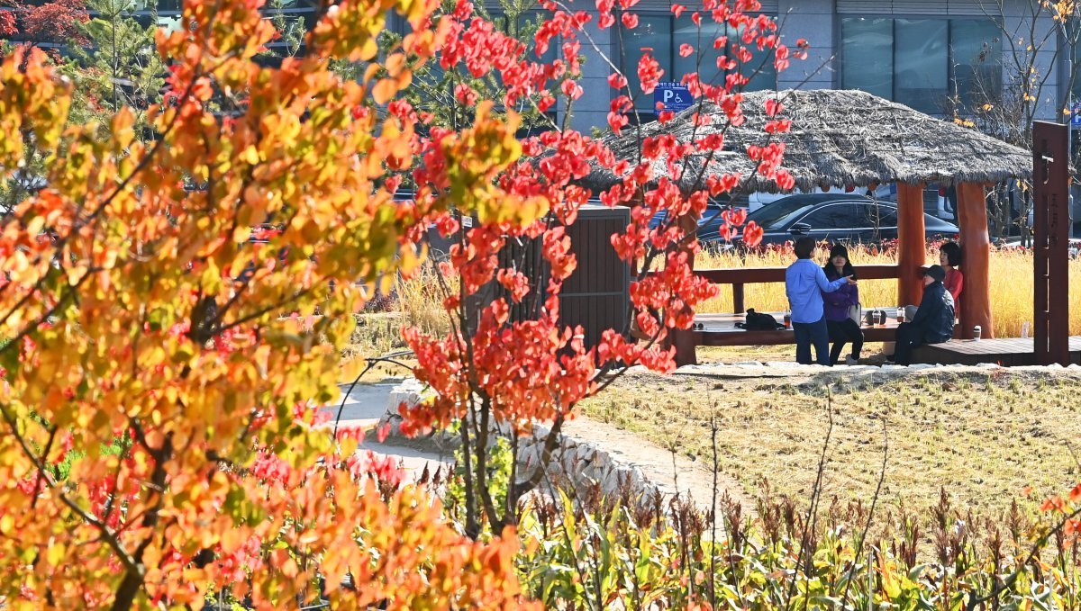 가을이 깊어가고 있는 12일 경기도 수원시 권선구 국립농업박물관에 산책나온 시민들이 울긋불긋 물든 단풍을 바라보며 가을 정취를 느끼고 있다. 2024.11.12 뉴시스