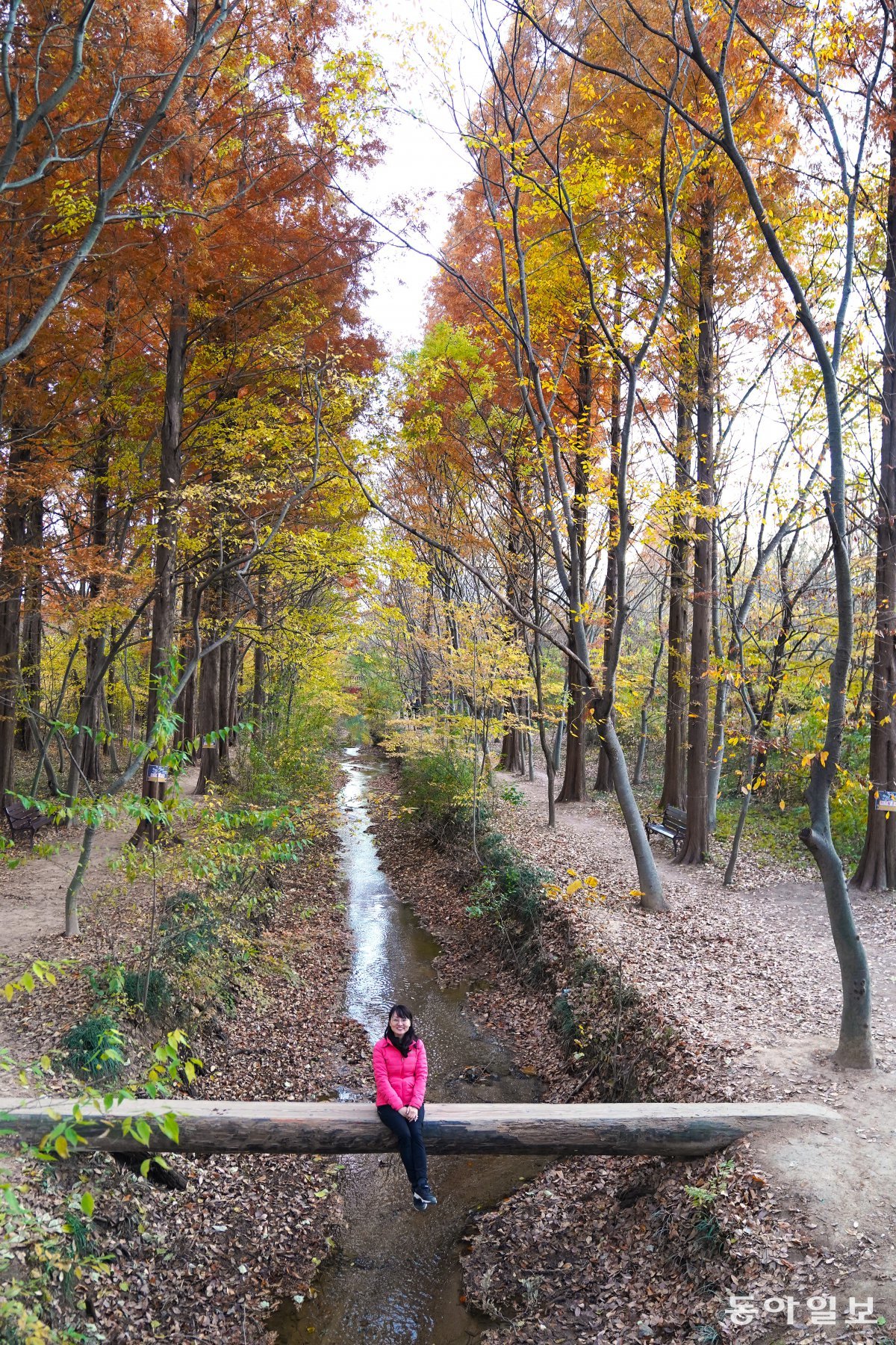 Gyeongju Gyeongbuk Millennium Forest Garden Mirror ​Forest Silgaecheon Single ​Tree Bridge.