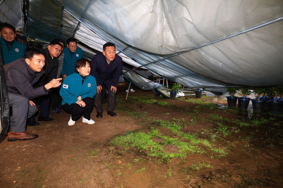 송미령 농림축산식품부장관이 1일 오후 경기 여주시의 대설 피해를 입은 화훼농가를 방문해 피해 상황을 살펴보고 있다. (사진=농림축산식품부 제공) 2024.12.01. 서울=뉴시스