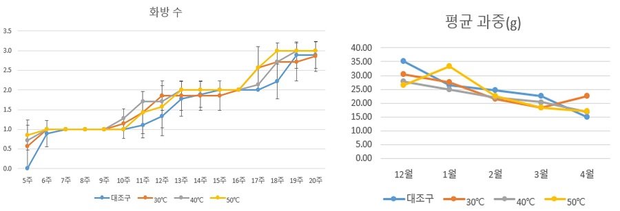 관부 가온을 통한 화방수 및 평균 과중 비교. 그래픽=한국온실작물연구소 제공