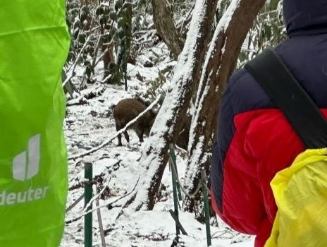 13일 오후 2시17분 쯤 한라산 성판악 코스에 출몰한 멧돼지 무리 모습.(제주소방안전본부 제공)