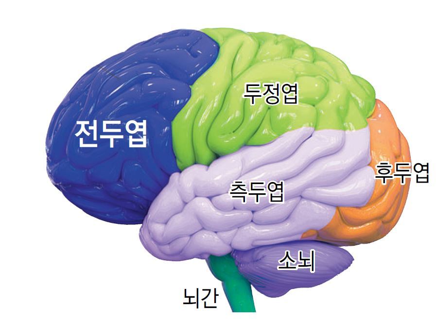 전두엽은 뇌의 앞쪽에 위치하고 있다.