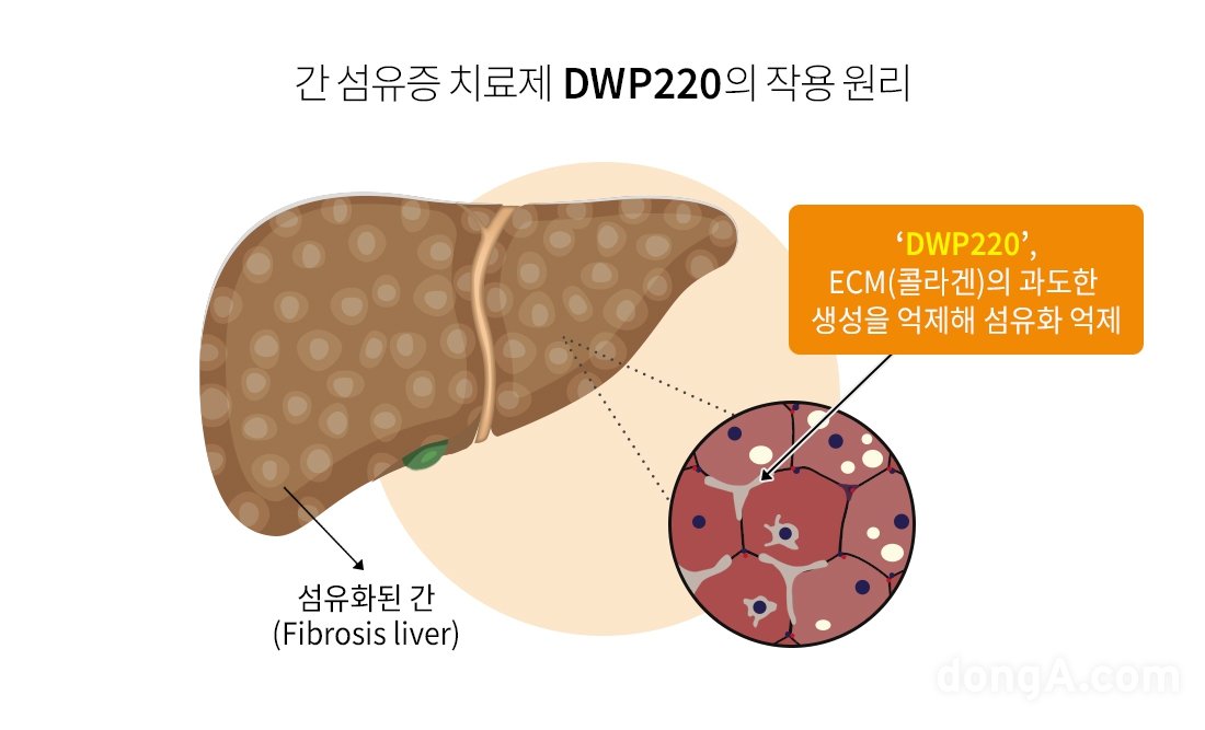 대웅제약 중증 간 섬유증 치료 신약 후보물질 DWP220 작용 원리