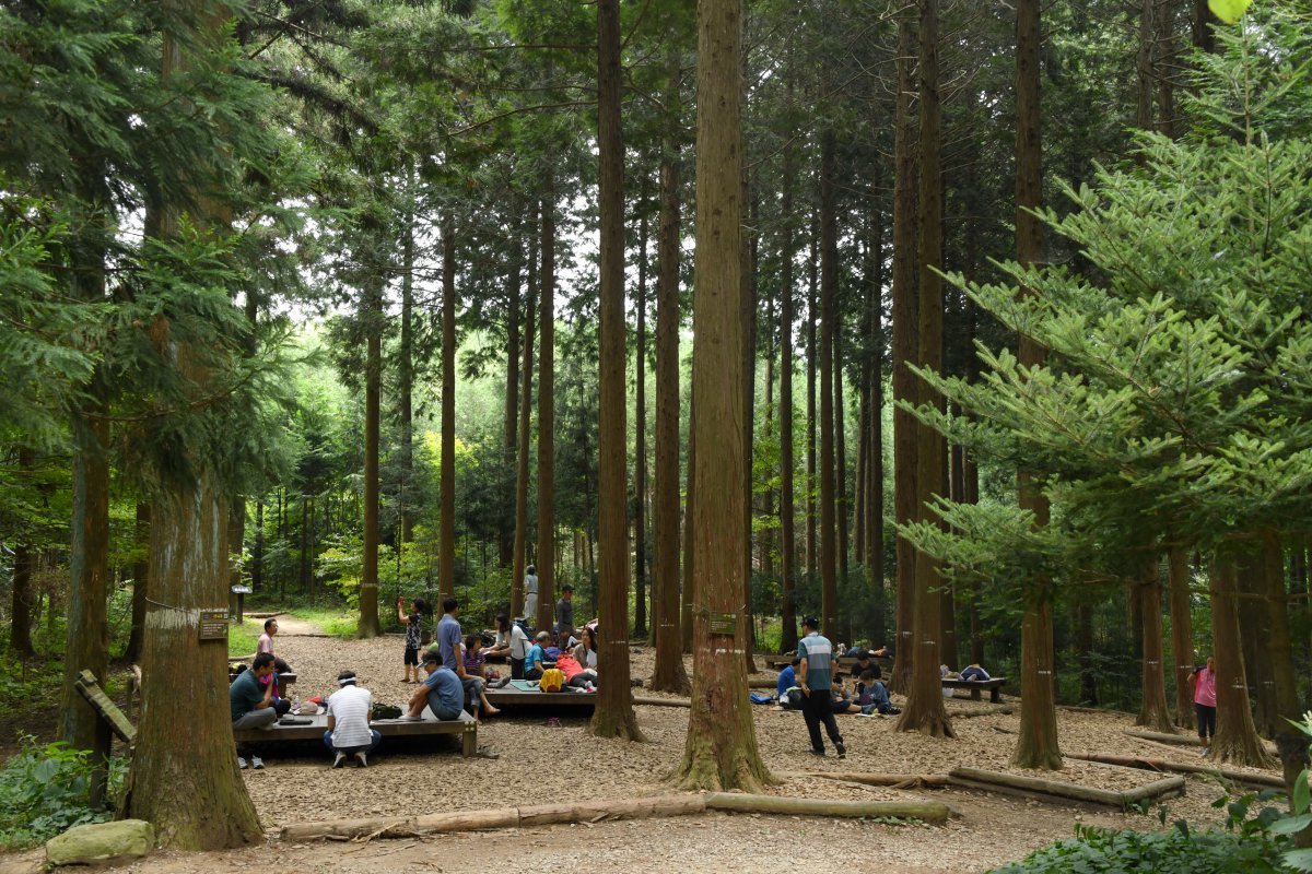 전남 장성군 서삼면에 조성된 ‘치유의숲’.