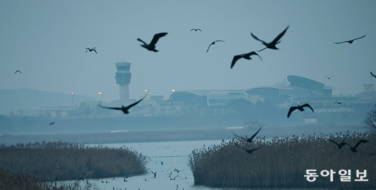 무안공항 인근 철새떼 무안 제주항공 참사 다음 날(30일) 오전 8시 전남 무안국제공항 근처에 기러기 등 철새 떼가 날아다니고 있다. 당국은 이번 여객기 추락 참사가 ‘버드 스트라이크(새 떼 충돌)’에서 시작된 것으로 파악하고 있다. 무안=변영욱 기자 cut@donga.com