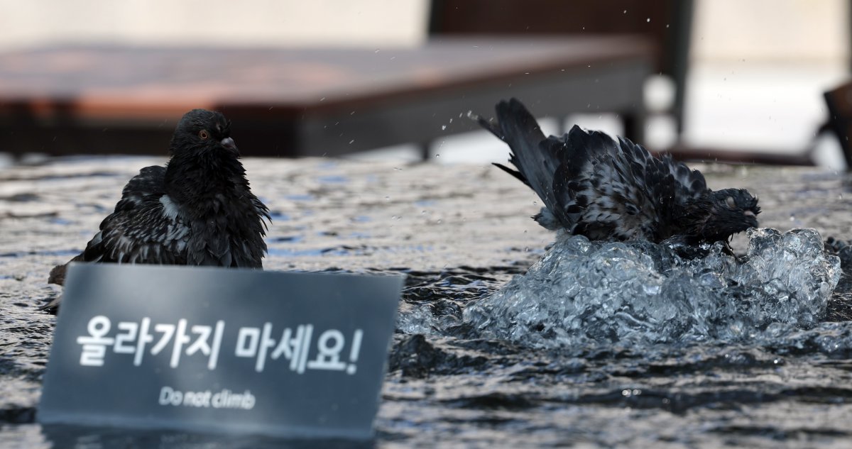 연일 계속되는 폭염속에 12일 서울 광화문광장 분수대에서 비둘기가 몸을 적시며 더위를 식히고 있다. 2024.8.12 뉴스1