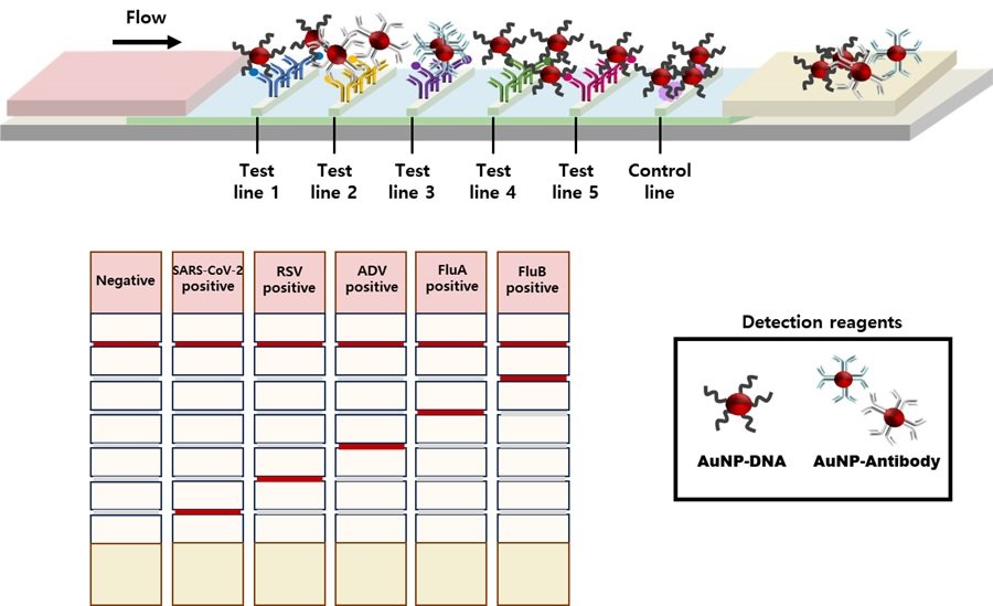 호흡기 감염병 5종 동시진단키트 모식도. 에스비바이오사이언스 제공