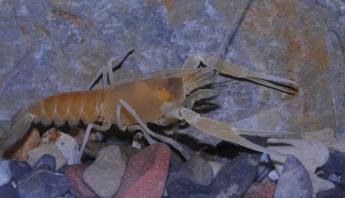 우드빌 카르스트 동굴가재(학명 Procambarus orcinus). 세계자연보전연맹(IUCN) 조사 결과 가재처럼 다리가 10개인 십각류는 멸종위기종 비율이 30%로 전 세계 담수(민물) 동물종 중 가장 높았다. Keith A. Crandall, C. Riley Nelson 제공