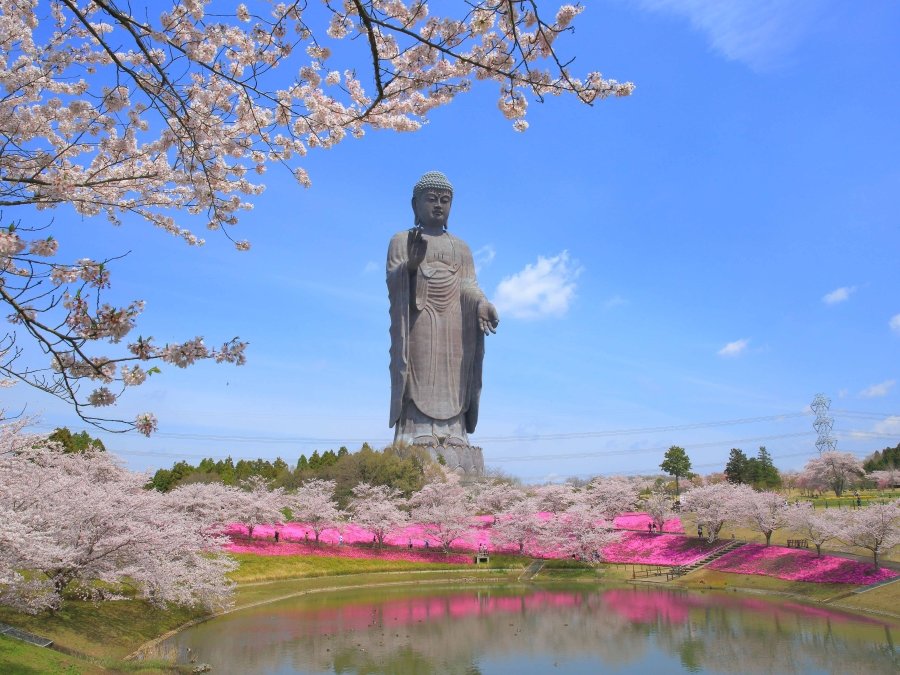 Ushiku Buddha, the world's largest bronze Buddha, surrounded by flowers in full bloom. The inside is a five-story temple. Photo source: Ibaraki Tourism website