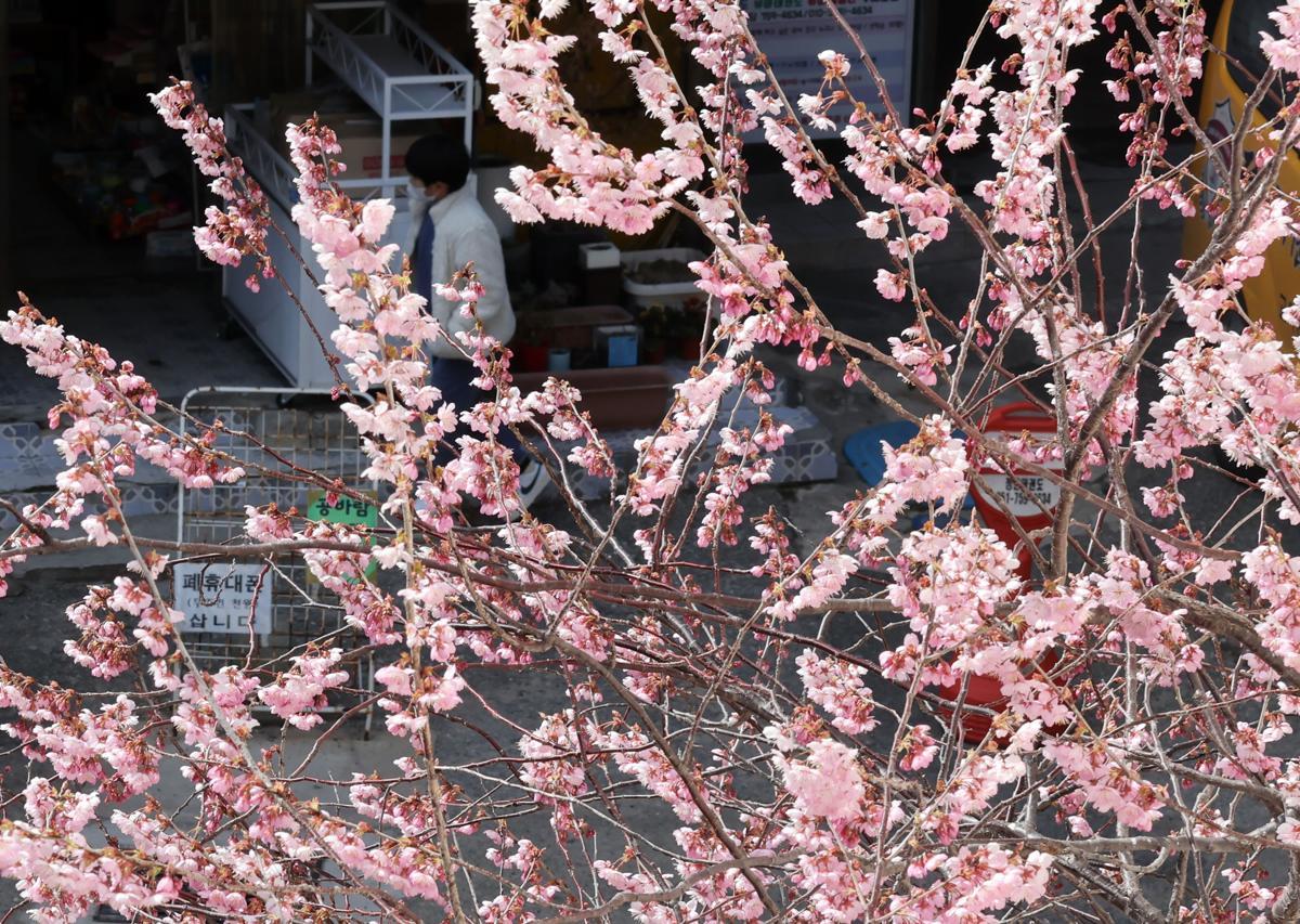 부산 수영구 배화학교 화단에 벚꽃이 활짝 펴 시민들의 눈길을 사로잡고 있다. 2025.03.19. 뉴시스