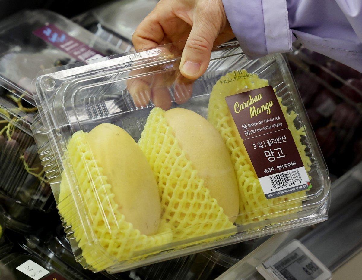 지난달 파인애플과 망고 수입량이 역대 최대를 기록한 것으로 알려진 16일 서울의 한 대형마트에서 망고가 판매되고 있다. 관세청 무역통계에 따르면, 지난달 파인애플 수입량은 전년 동월보다 44.7% 증가한 8686t으로 사상 최대로 집계됐다. 수입액은 55.3% 증가한 867만8000달러로 역시 가장 많았다. 지난달 망고 수입량과 수입액도 전년 동월보다 114.0%, 110.5% 각각 증가한 6264t, 2474만2000달러로 사상 최대다. 2024.04.16. [서울=뉴시스]