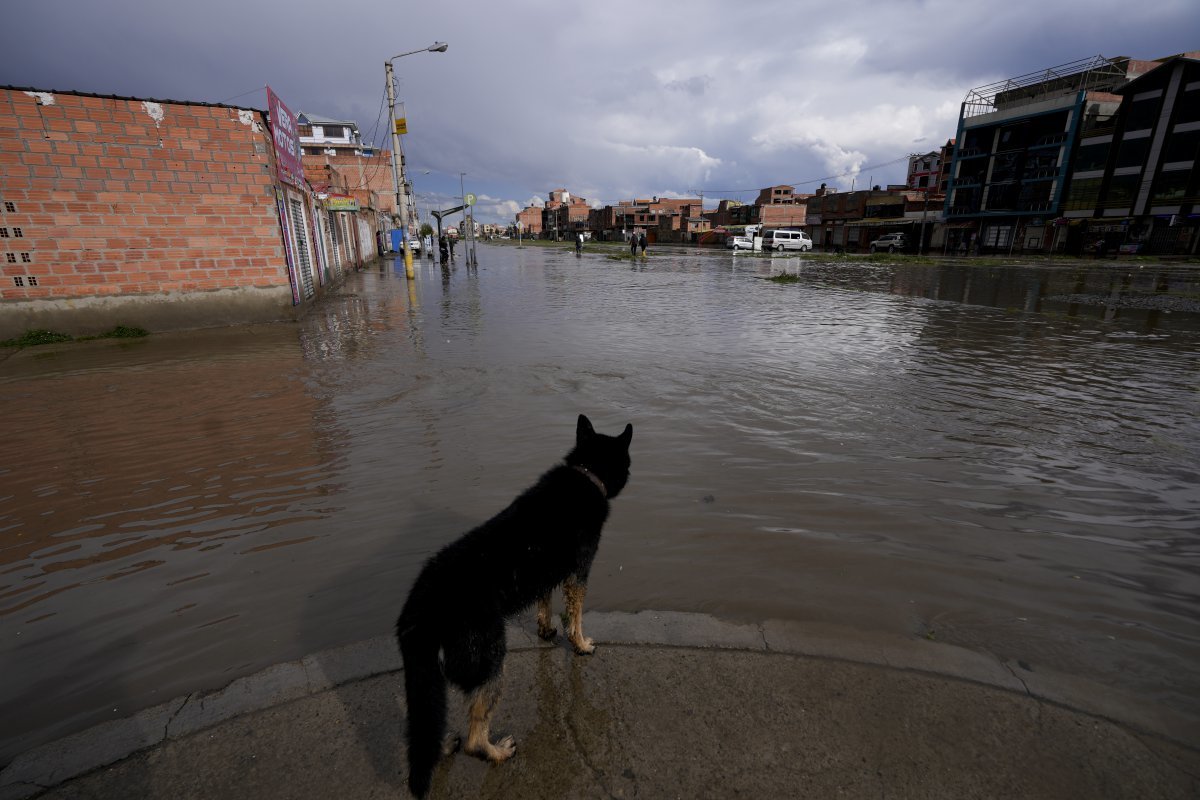 3월 23일 볼리비아 엘알토에 폭우가 내린 후 개 한 마리가 물에 잠긴 거리를 바라보고 있다. 이번 폭우로 홍수와 산사태가 발생해 재난 지역으로 선포된 도시가 전국에서 90곳, 비상사태가 선포된 곳이 19곳에 달한다.  2025.03.25. [엘알토=AP/뉴시스]