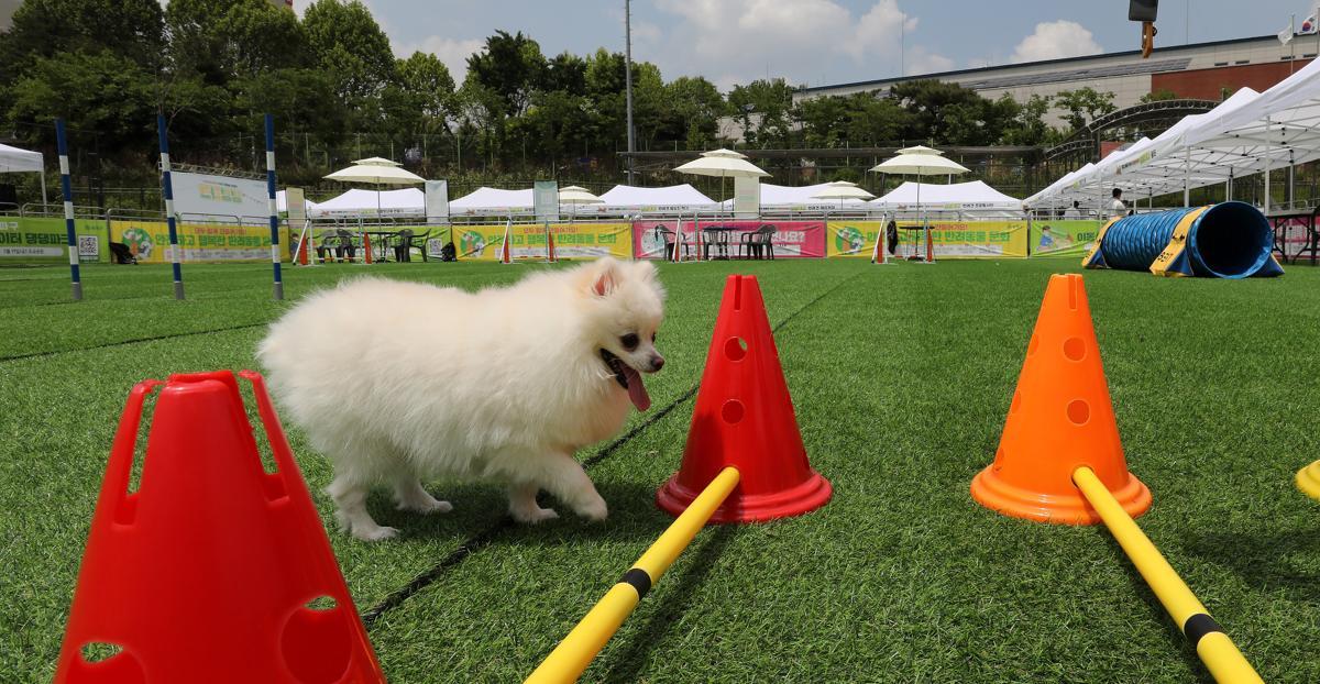 서울 송파구 송파여성축구장에서 열린 반려동물 이동식 놀이터인 ‘댕댕파크’를 찾은 반려동물이 즐거운 시간을 보내고 있다. 2023.5.18 뉴스1
