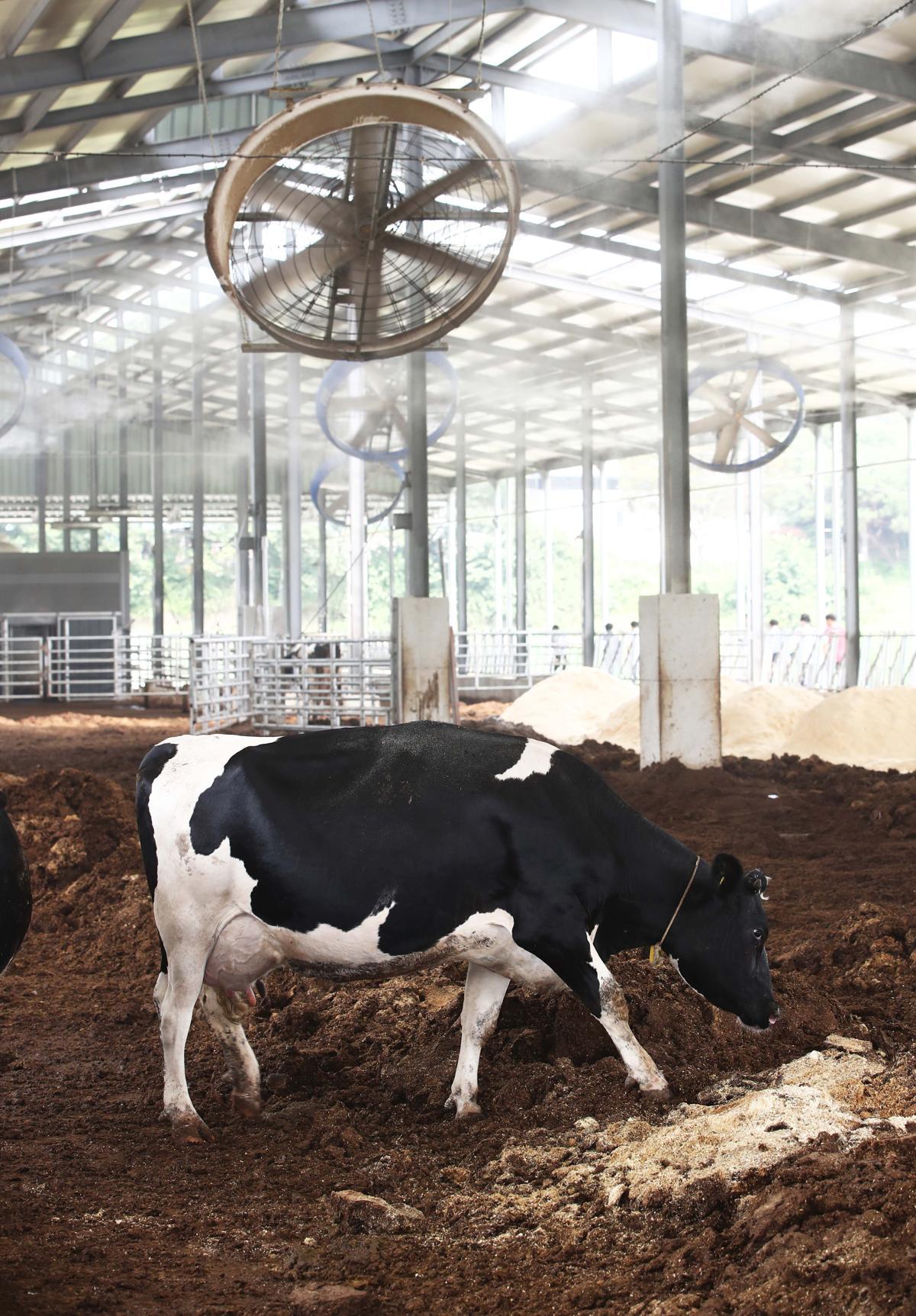 경남 하동군 옥종면에 위치한 젖소농가에 대형 선풍기가 돌아가고 있다. 2019.07.22. (사진=농촌진흥청 제공)